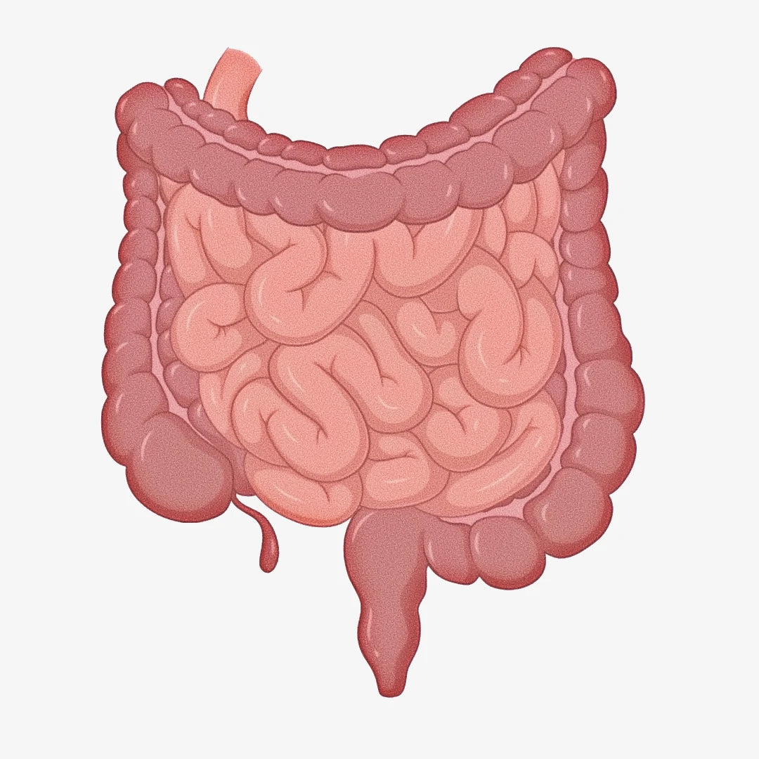 Gut